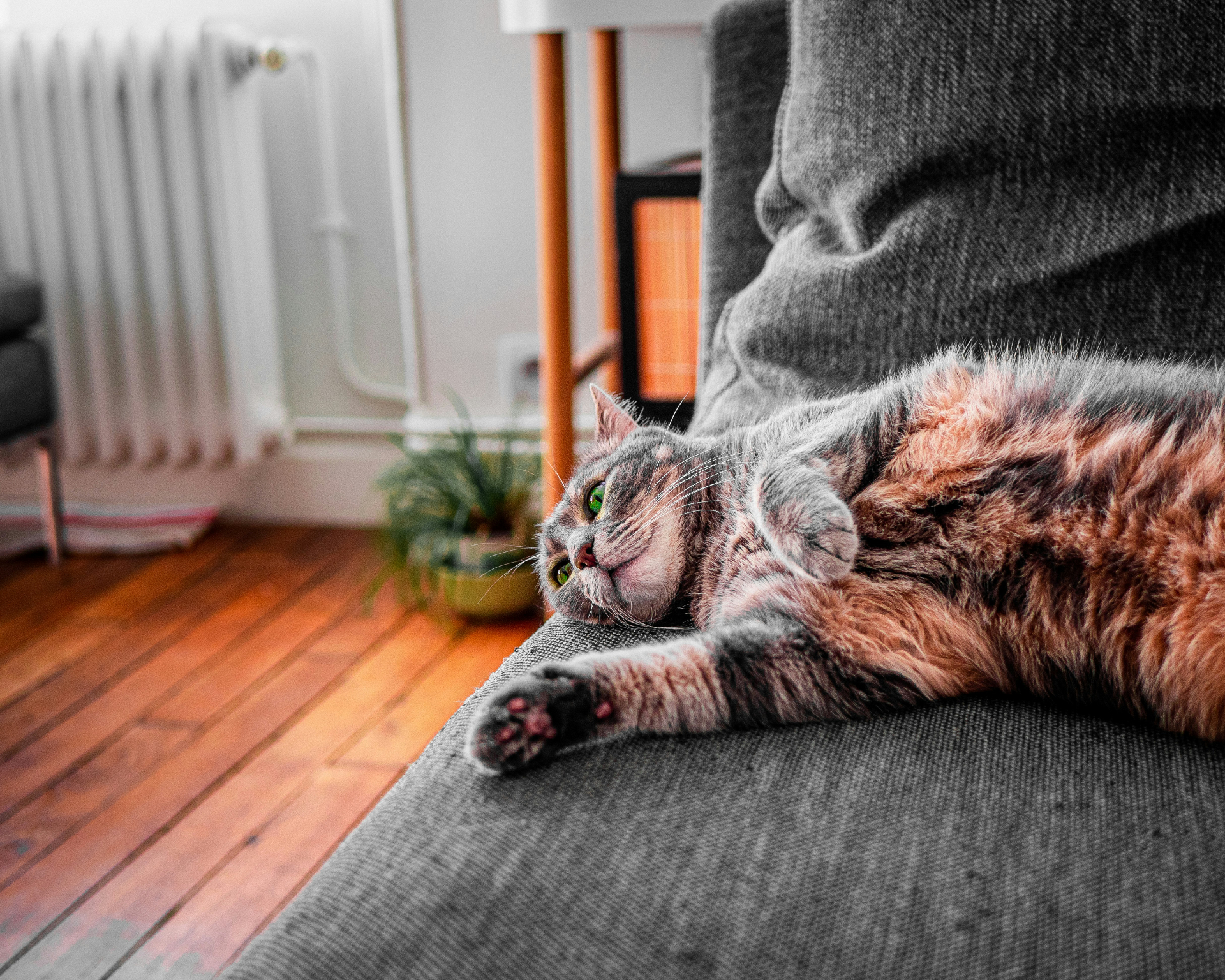 Cat relaxing by a window in a modern apartment in Watertown WI