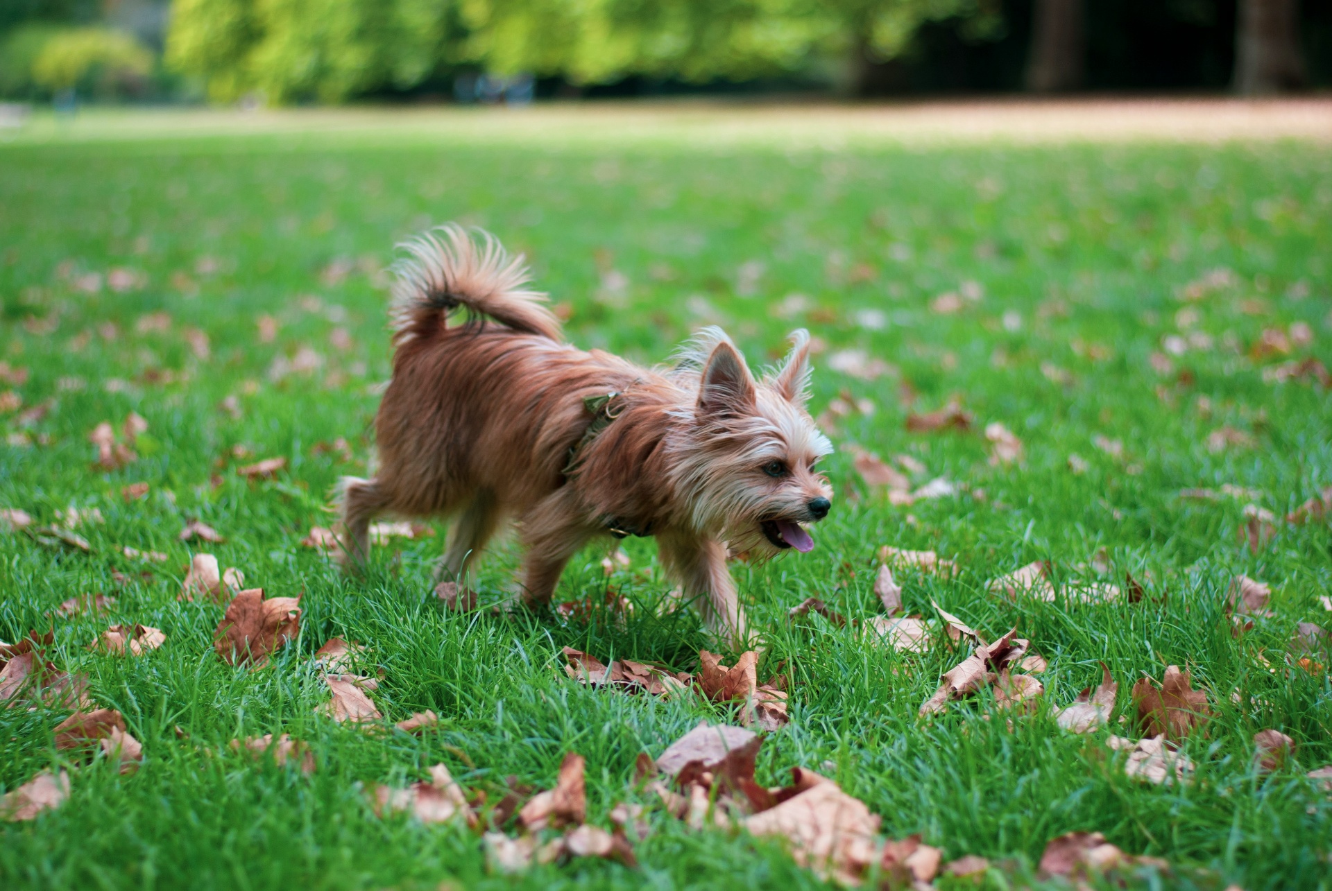 Walking a dog on a trail near pet-friendly apartments in Watertown WI